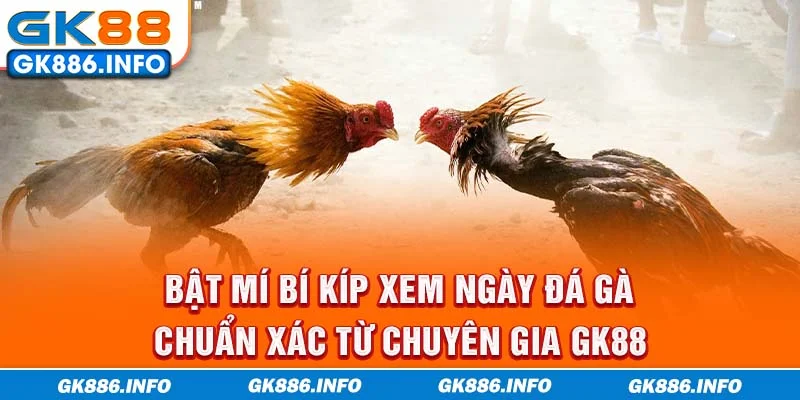 Bật mí bí kíp xem ngày đá gà chuẩn xác từ chuyên gia GK88