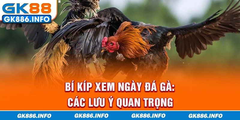 Bí kíp xem ngày đá gà: Các lưu ý quan trọng