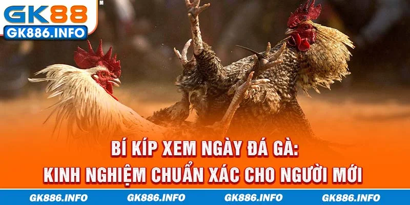 Bí kíp xem ngày đá gà: Kinh nghiệm chuẩn xác cho người mới