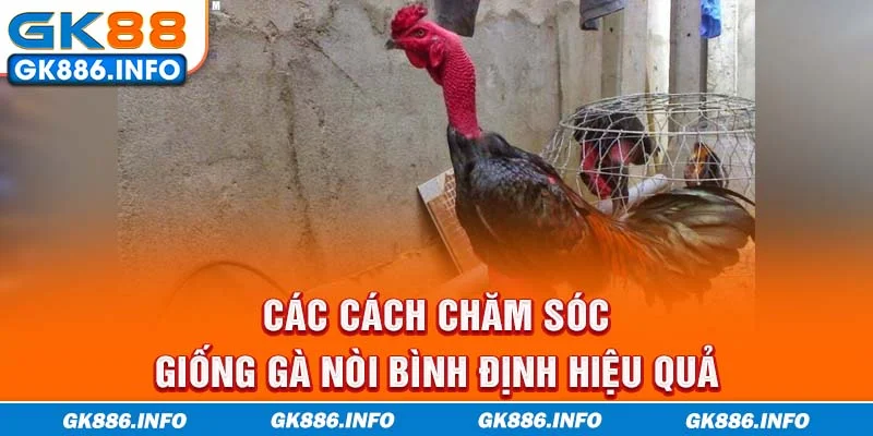 Các cách chăm sóc giống gà nòi Bình Định hiệu quả