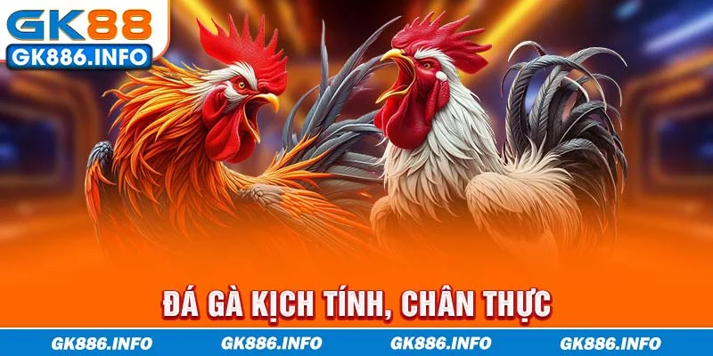 Đá gà kịch tính, chân thực