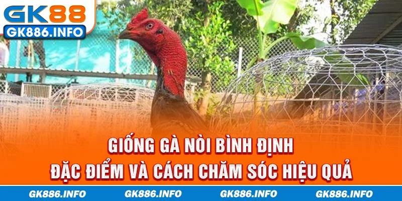 Giống Gà Nòi Bình Định - Đặc Điểm Và Cách Chăm Sóc Hiệu Quả