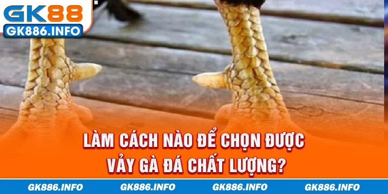 Làm cách nào để chọn được vảy gà đá chất lượng?