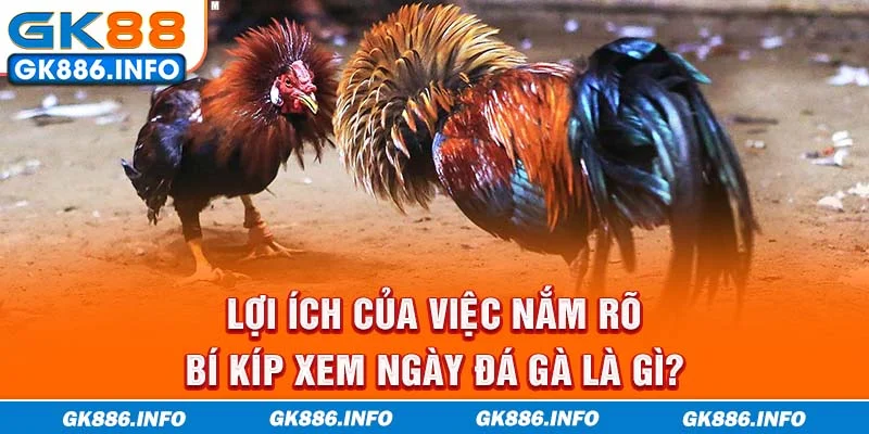 Lợi ích của việc nắm rõ bí kíp xem ngày đá gà là gì?