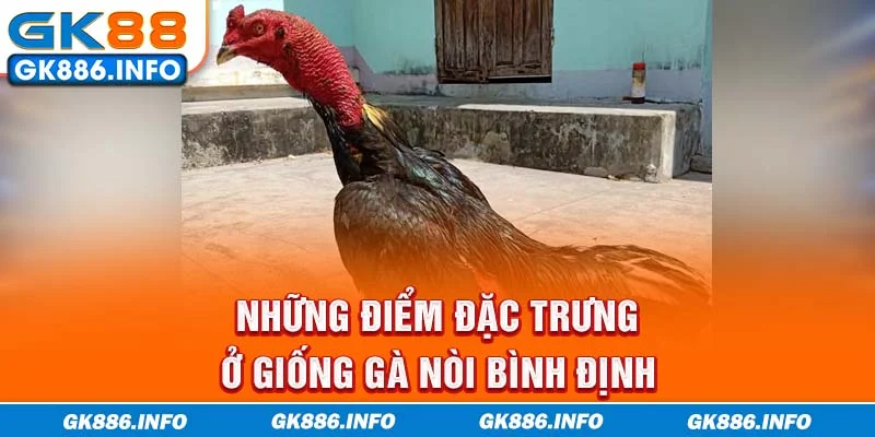 Những điểm đặc trưng ở giống gà nòi Bình Định