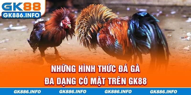 Những hình thức đá gà đa dạng có mặt trên GK88