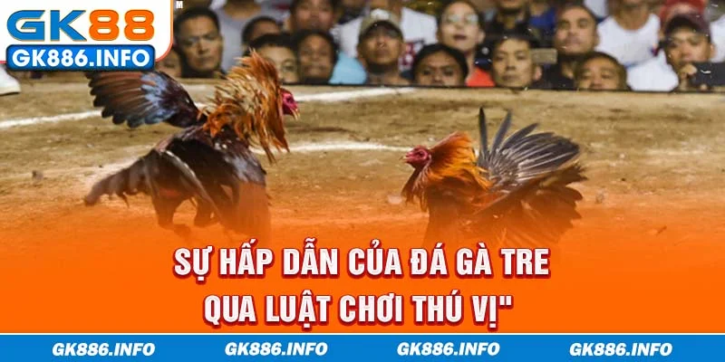 Sự hấp dẫn của đá gà tre qua luật chơi thú vị