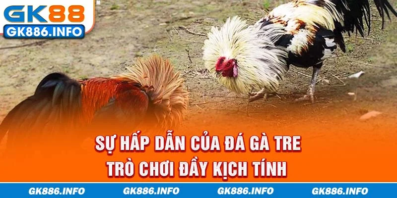Sự Hấp Dẫn Của Đá Gà Tre - Trò Chơi Đầy Kịch Tính