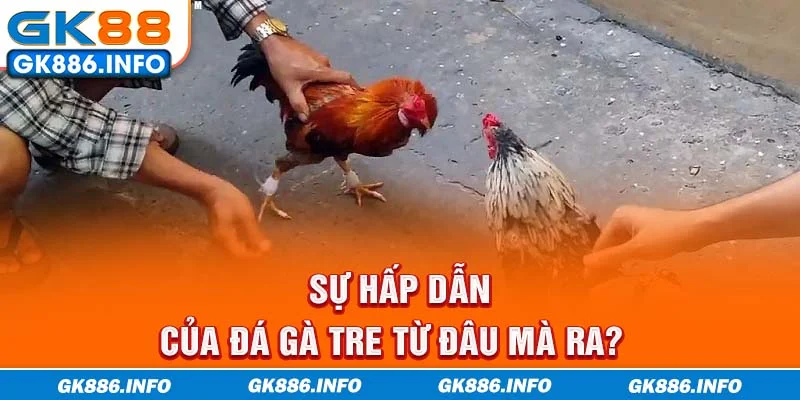 Sự hấp dẫn của đá gà tre từ đâu mà ra?
